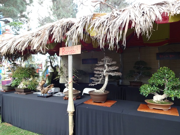 Gian hàng trưng bày các loại cây kiểng bonsai