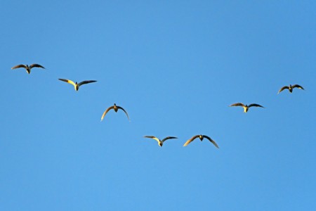 seven_flying_birds_555248