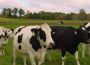 Hạ Đình Nguyên: Bốn loại bò đực