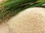 Việt Nam sang Campuchia học trồng lúa