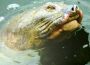 Chuyện rùa ở hồ Hoàn Kiếm