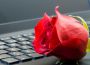 Bông hồng ngày 20/11 cho Internet