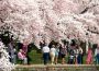 Câu chuyện Nhân Quyền tại Washington giữa mùa Lễ hội hoa Anh Đào