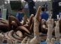 Quan chức Trung Quốc lợi dụng ưu đãi ngoại giao mua ngà voi trái phép