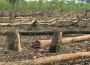 Lại một tập đoàn VN bị cáo buộc phá rừng, chiếm đất, vi phạm nhân quyền ở Campuchia